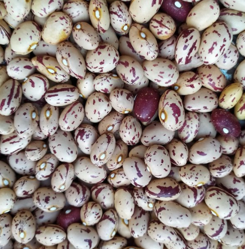 Samen Stangenbohne Bird Egg Horticultura